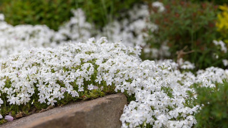Creeping phlox creeping in a rock garden