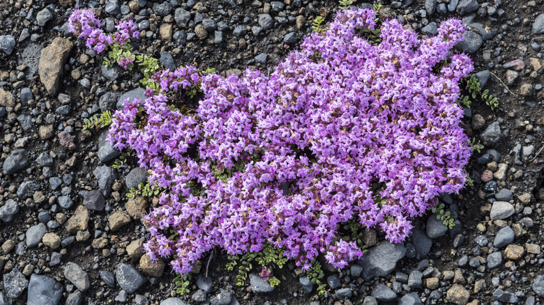 Creeping thyme growing on the black lava of Iceland