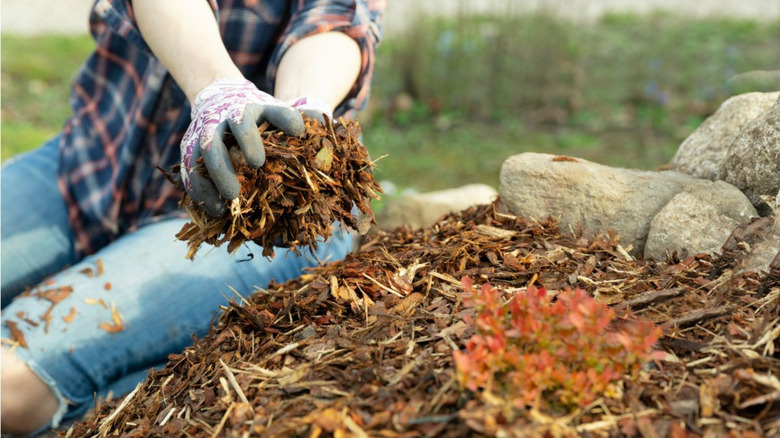 Gardener applying mulch in the fall