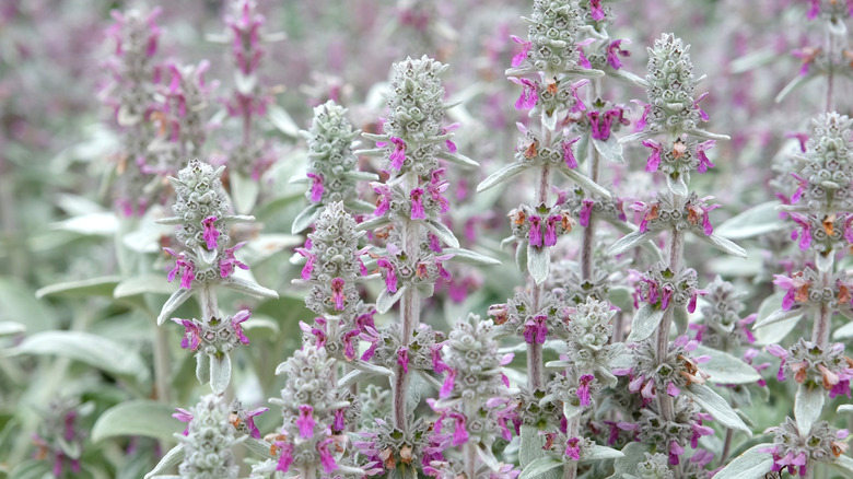 Lamb's Ear (Stachys byzantina) in bloom