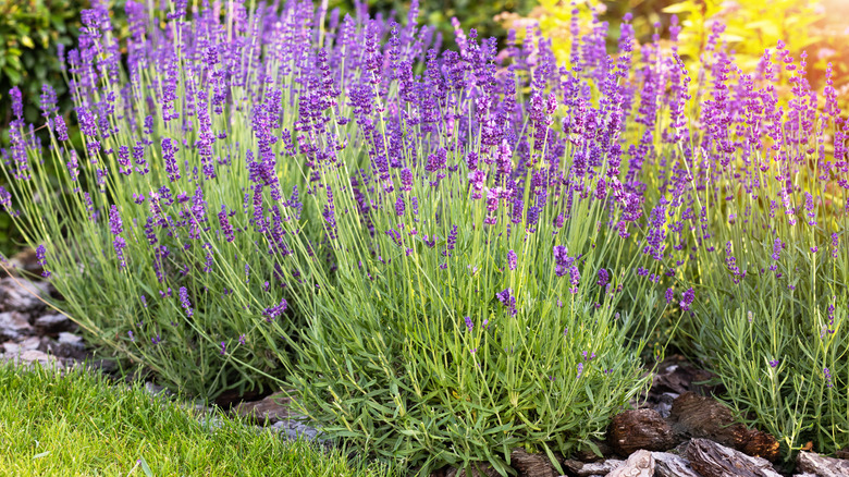 Purple lavender bushes grow on a flower bed in the garden