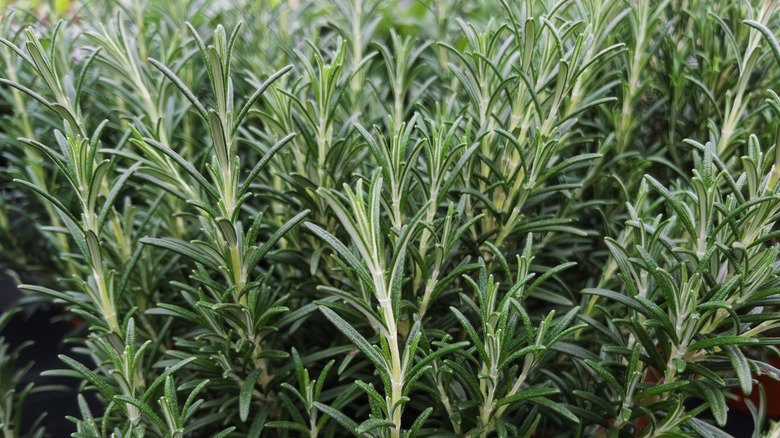Fresh Rosemary Plant