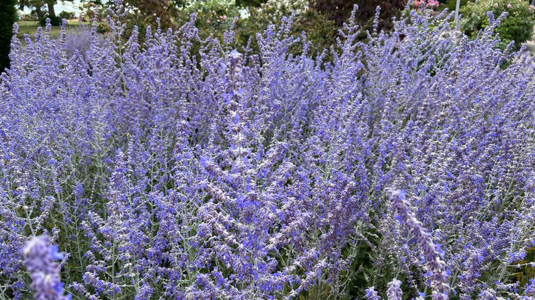 Russian sage in bloom