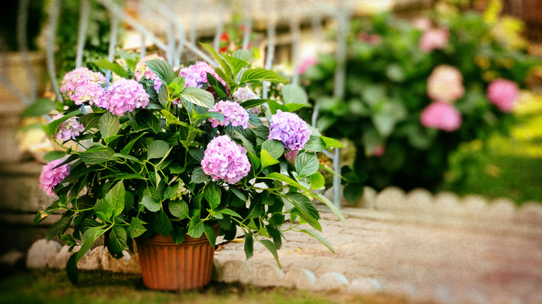 A pot of blooming hydrangeas sits in a garden.