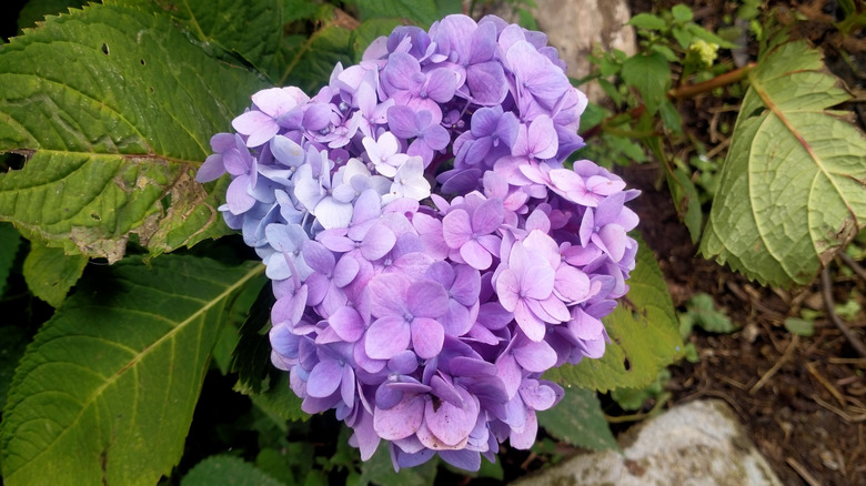 Close up of a purple bigleaf hydrangea