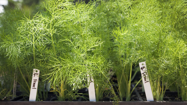 Fennel growing inside planter box