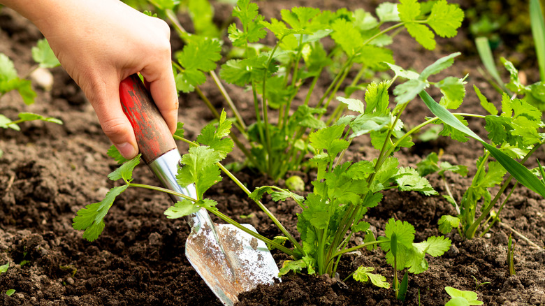 Gardener digging near cilantro plant