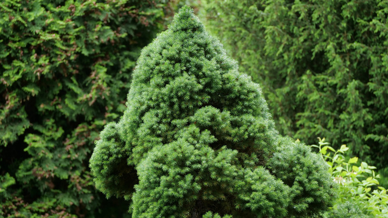 a white spruce tree growing among other evergreens