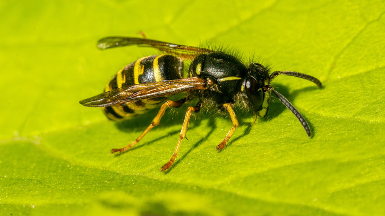Wasp on a green leaf