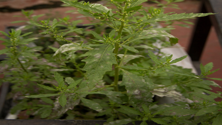 Close-up of epazote plant