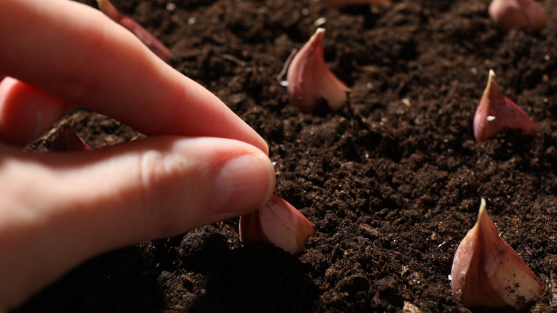A gardener planting garlic cloves in the soil