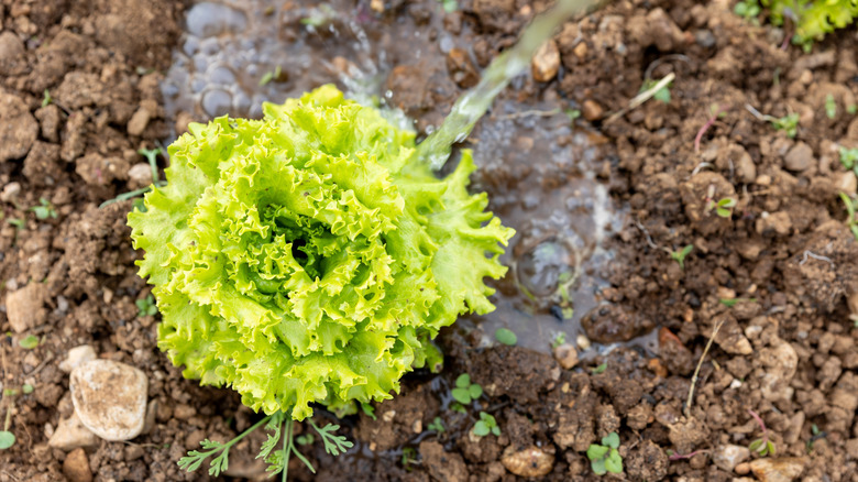 The soil around a head of lettuce is being watered by a blurred stream of water.
