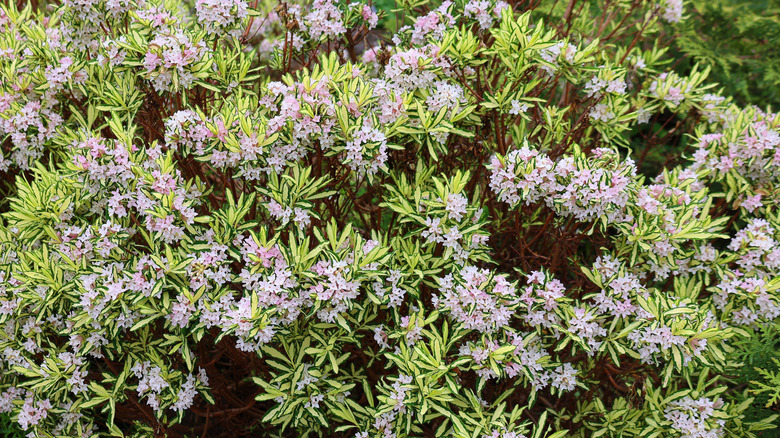 A large Daphne shrub in bloom with purple flowers