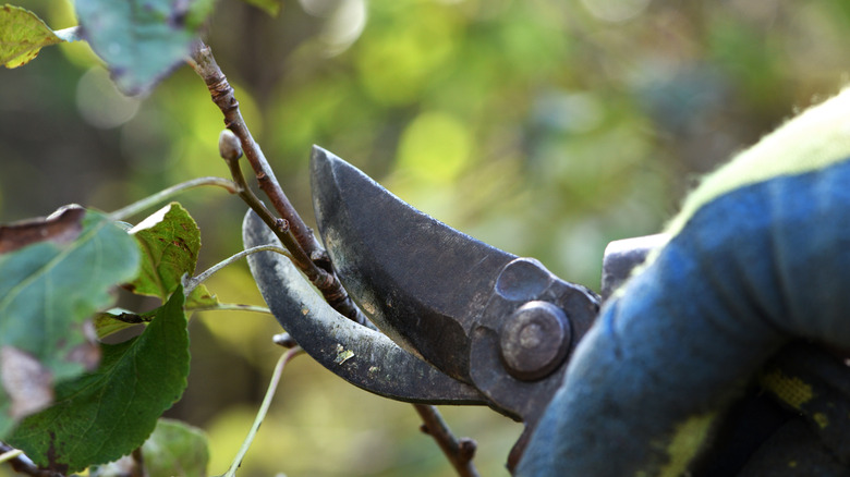 Someone wearing gloves using pruning shears to trim branch