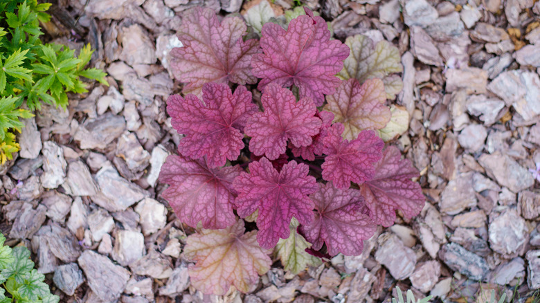 Purple coral bells surrounded by mulch with new leaves on the bottom. Top down view