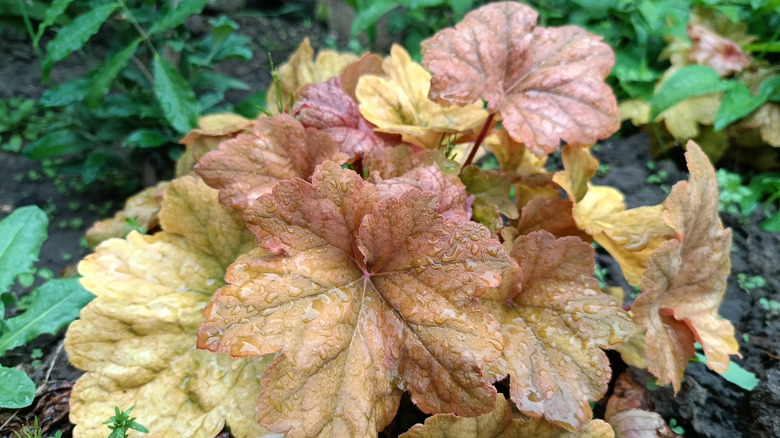 Yellow and brown coral bells with water on them surrounded by green plants and earth