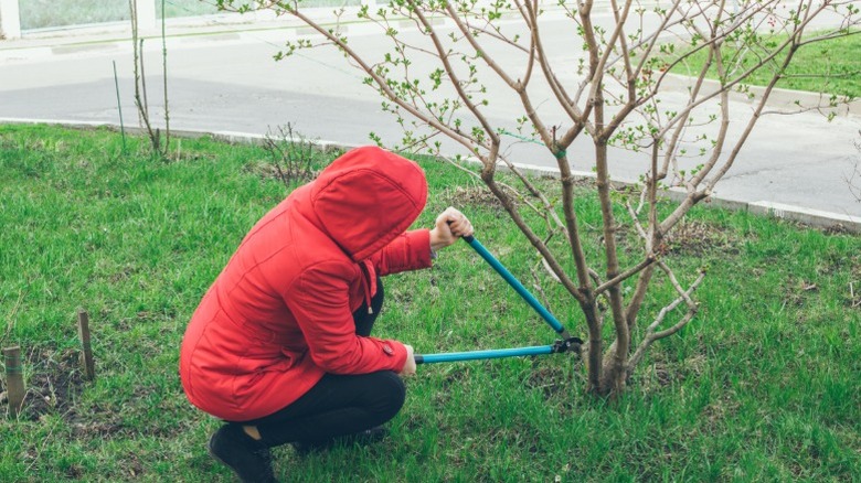 A woman pruning a viburnum shrub in early spring