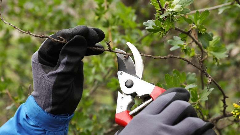 A closeup of a person wearing gloves trimming a shrub branch