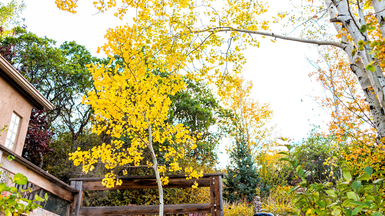A heavily wooded yard showing part of a house and fence