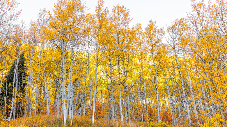 Quaking aspen trees in the wild with golden fall foliage