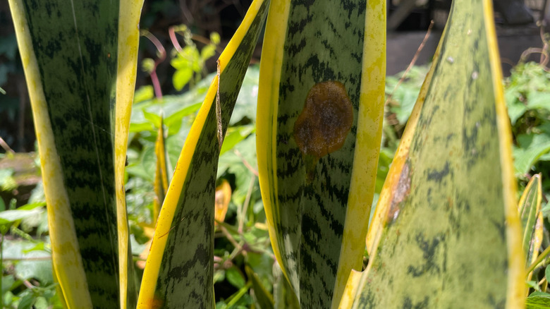 a cluster of Sansevieria or snake plant with detail on damaged leaves