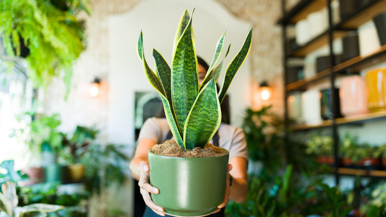 Closeup of a plant shop worker holding a potted snake plant while standing in a plant shop