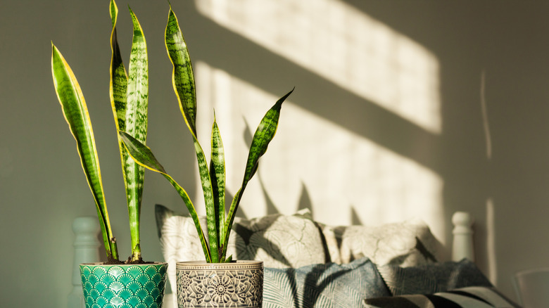 Sansevieria (snake plant) in ceramic pots on a white table