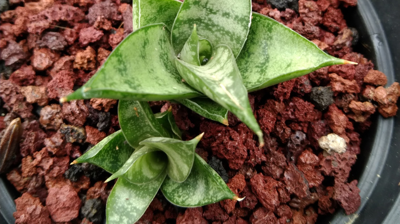 Hybrid sansevieria flower plant in a black pot