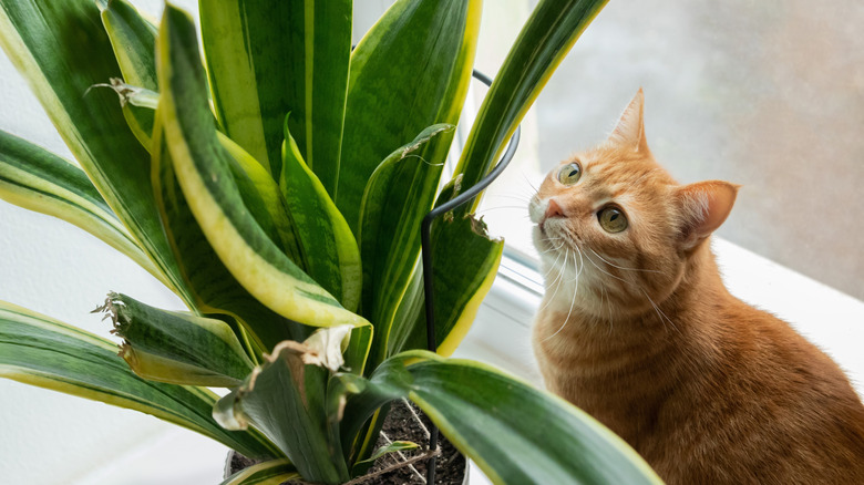 Cat near Sansevieria plant with visible bite marks on leaves