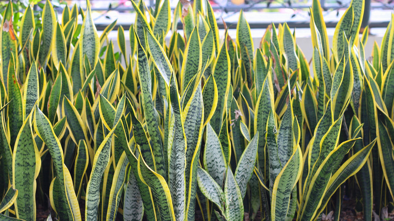 Multiple sansevieria trifasciata (Dracaena trifasciata) planted together