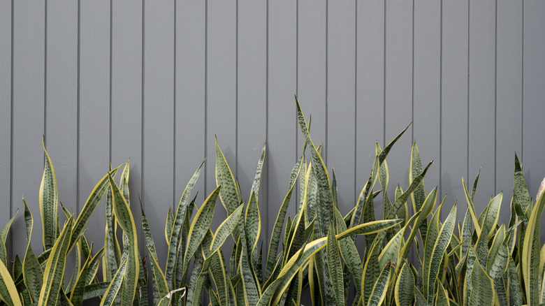 Snake plants living outside along siding
