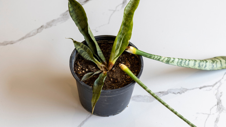 Sanseveria snake rotten plant in a pot