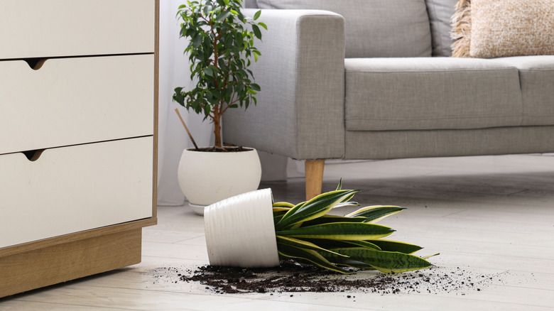 Broken pot with plant on floor near sofa in living room