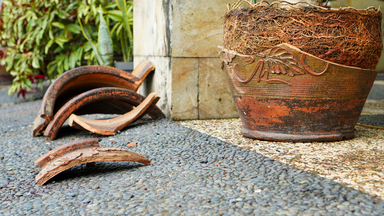 Potted Plant with Exposed Roots and Broken Pot Shards on Cobblestone