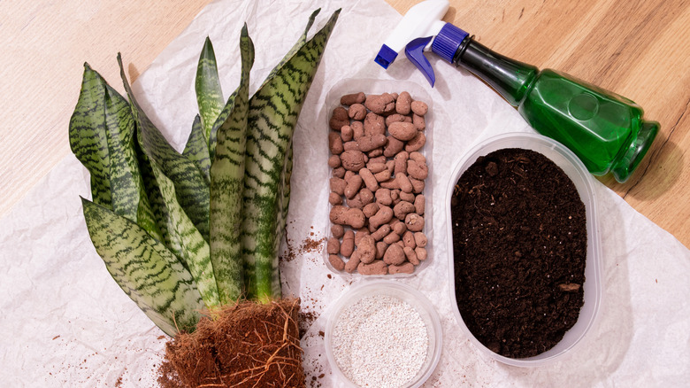 Repotting snake plant, sansevieria. Top view of a snake plant (sansevieria) with exposed roots, soil, drainage stones, perlite and spray bottle.