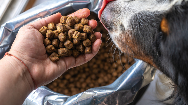 person holding pet food dog