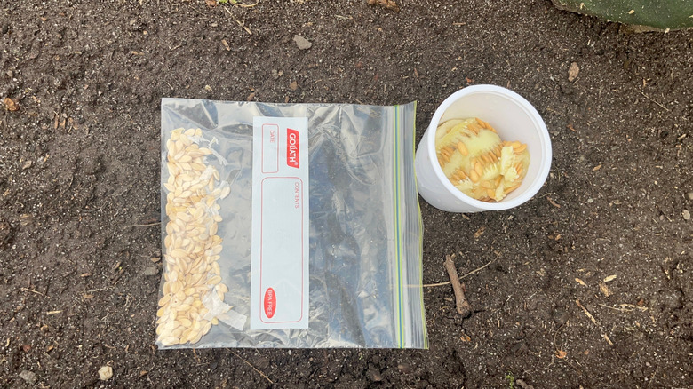 Melon seeds for planting in a plastic storage bag