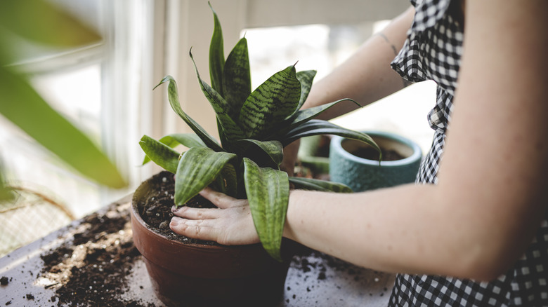 person repotting a snake plant, making a mess of soil everywhere