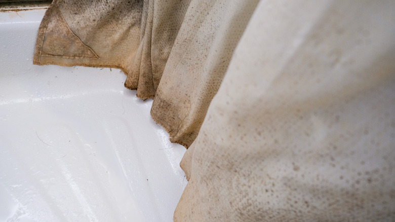 Mold growing at the bottom of a dirty shower curtain