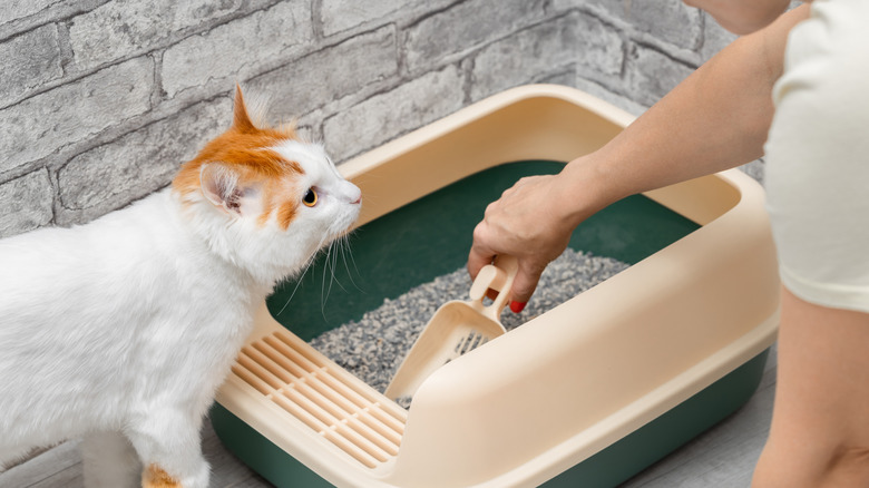 Close up of person cleaning cat's litter box