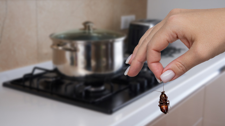 A person dangles a dead cockroach