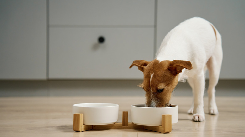 Small dog eats food from bowl on floor