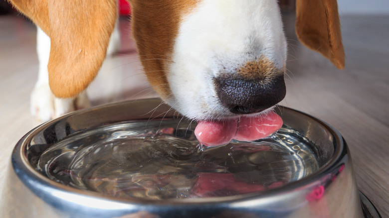 A close up of a dog drinking from his water bowl