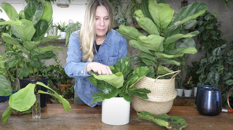 woman examining fiddle leaf fig