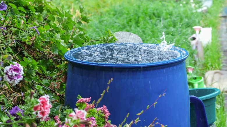 Overflowing rain barrel