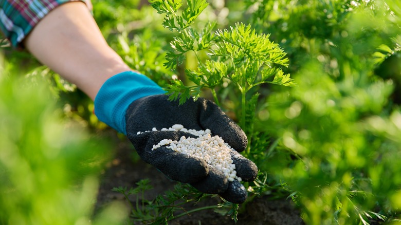 A gloved hand sprinkles fertilizer on carrot plants.