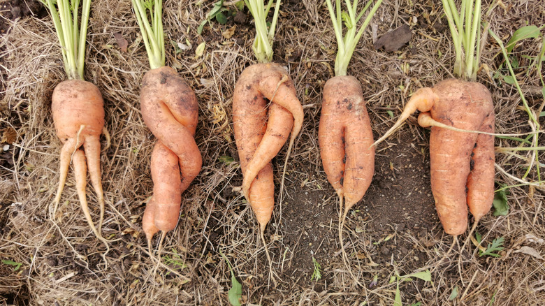 A row of twisted and misshapen carrots are laid out on garden soil.