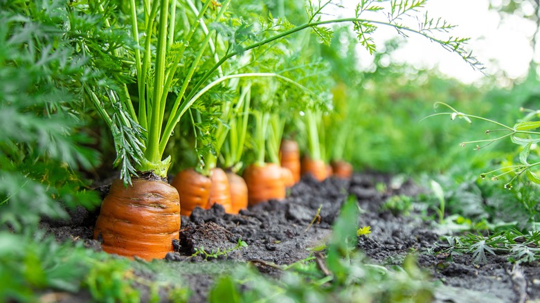 A row of orange carrots grow in a garden with their tops sticking out.