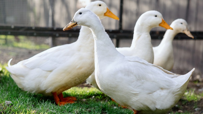A group of domesticated ducks outside in a yard