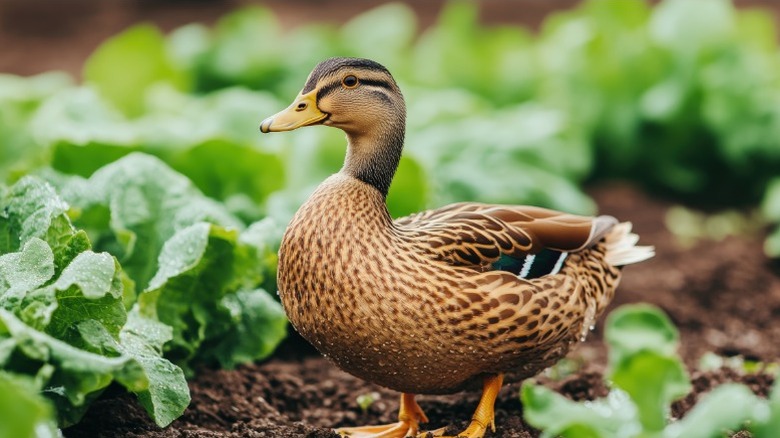 A brown duck walking among lettuce in a garden